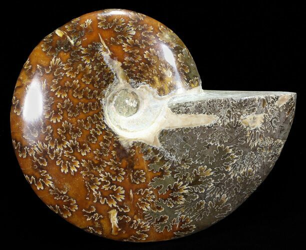 Polished, Agatized Ammonite (Cleoniceras) - Madagascar #60752